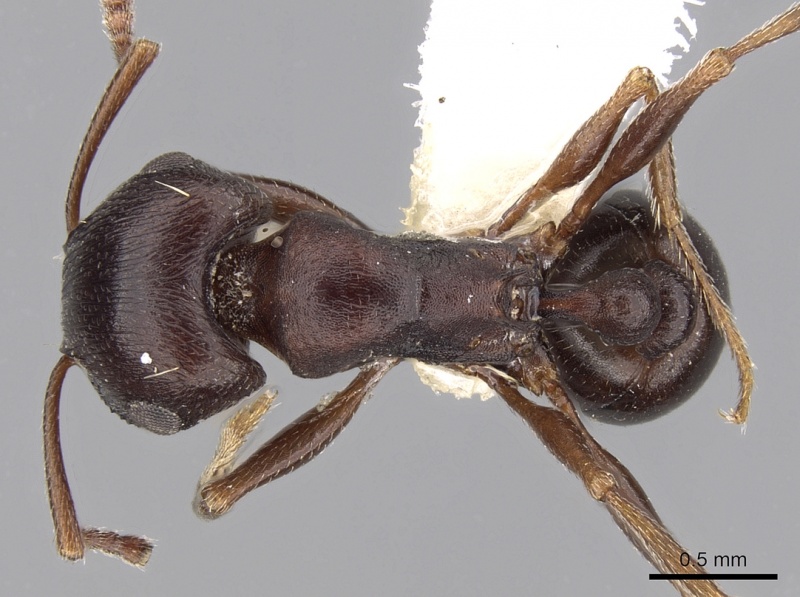 File:Tetramorium signatum casent0280906 d 1 high.jpg