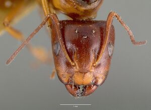 Camponotus hyatti castype00599 head 1.jpg