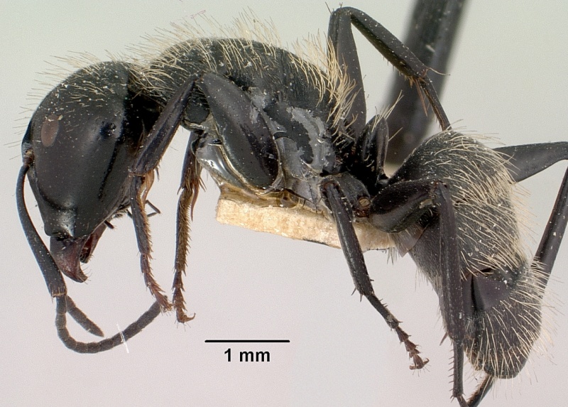 File:Camponotus radovae casent0101362 profile 1.jpg