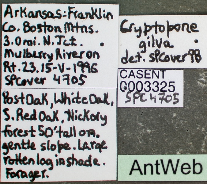 File:Cryptopone gilva casent0003325 label 1.jpg