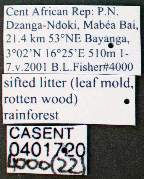 File:Dicroaspis cryptocera casent0401720 label 1.jpg