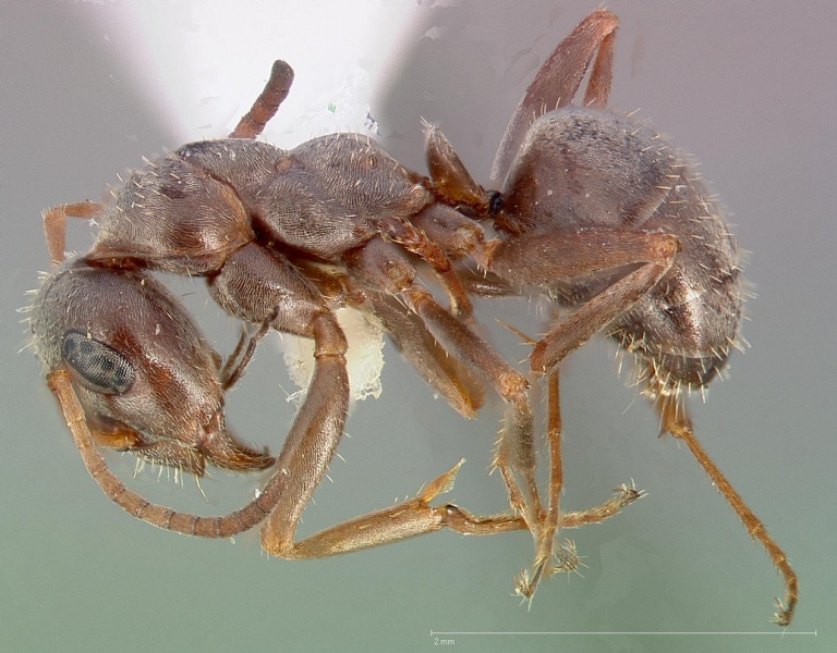 File:Formica canadensis casent0005362 profile 1.jpg