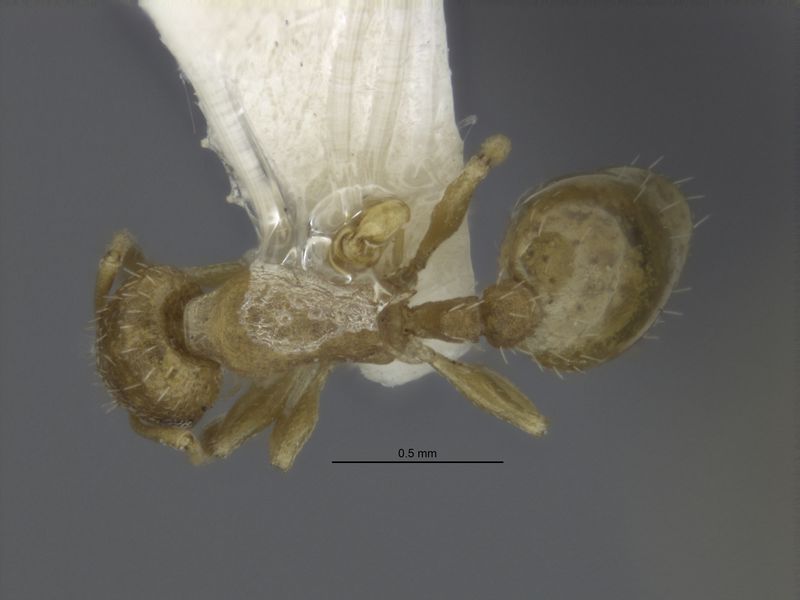 File:MCZ-29051 Temnothorax pinetorum syntype top.jpg