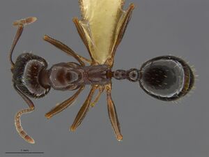 Mcz-ent00668799 Aphaenogaster occidentalis worker had.jpg