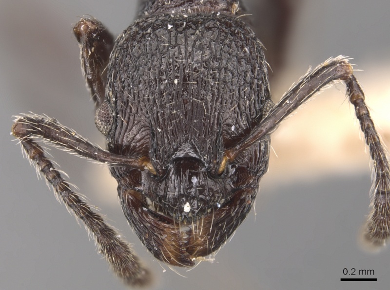 File:Myrmica aimonissabaudiae H casent0904554.jpg