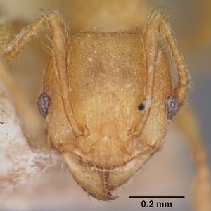 Pheidole annemariae casent0104597 head 1.jpg