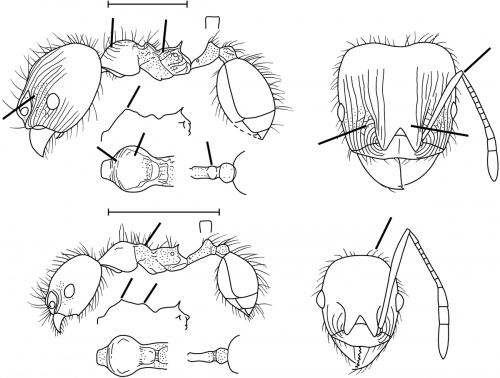 Pheidole laevinota Wilson 2003.jpg