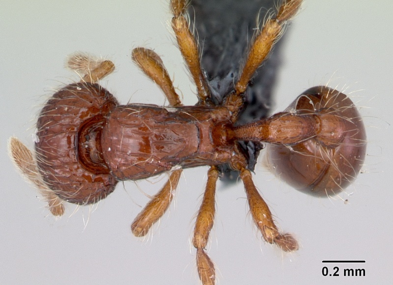 File:Pilotrochus besmerus casent0047617 dorsal 1.jpg