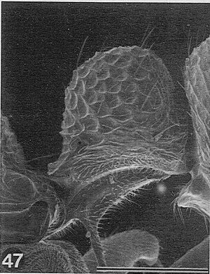 Rhytidoponera-arborea-SEM-P.jpg