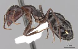 Camponotus ilgii casent0906450 p 1 high.jpg