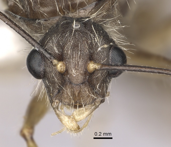 File:Camponotus nitidior inbiocri002281555 h 1 high.jpg