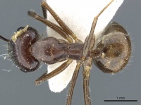 Camponotus texens casent0905896 d 1 high.jpg