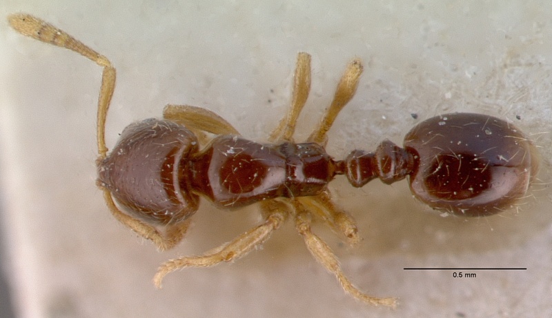 File:Monomorium hanneli casent0010764 dorsal 1.jpg