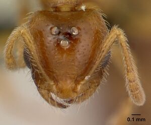 Monomorium termitobium casent0132542 head 1.jpg