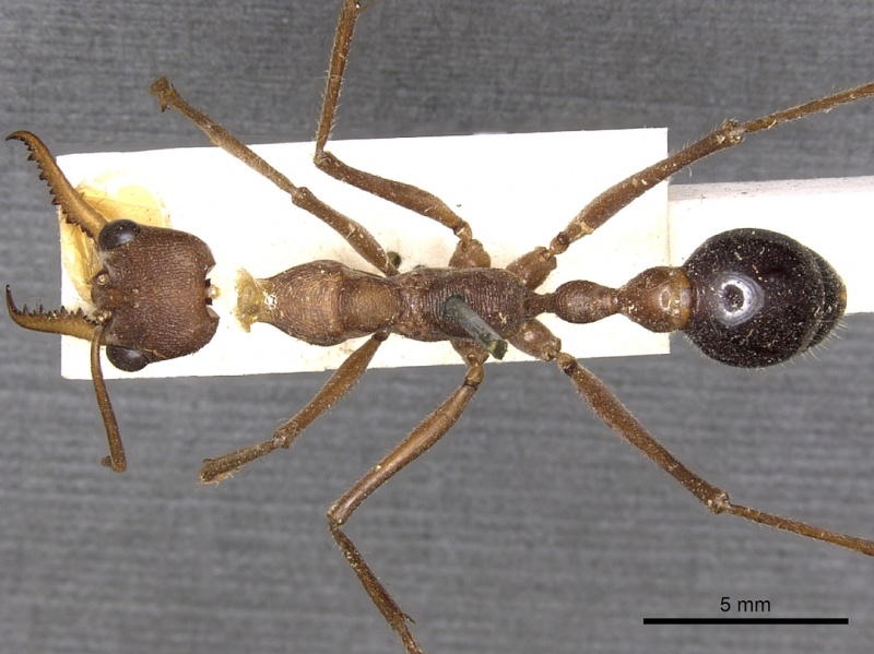 File:Myrmecia vindex casent0902796 d 1 high.jpg