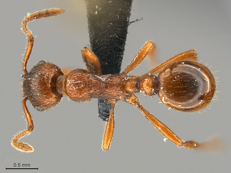 File:Myrmica-rubra-MCZ001D.jpg