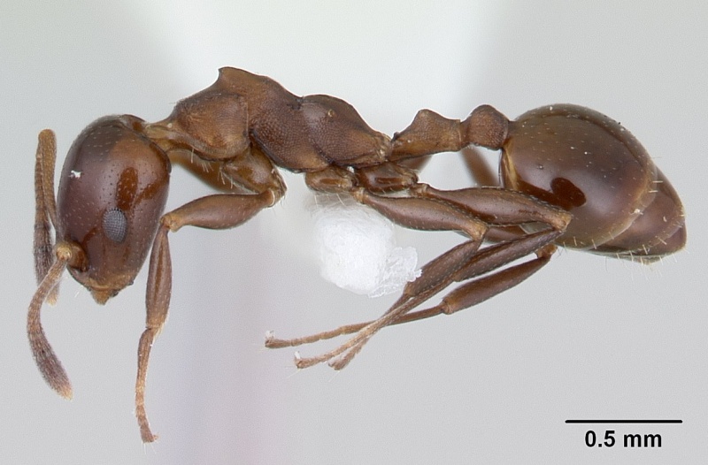 File:Nesomyrmex gibber casent0178540 profile 1.jpg