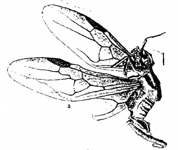 File:Novak 1877-29Carebara-bohemica.jpg