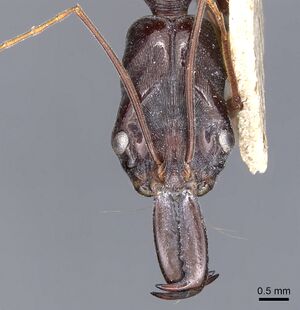 Odontomachus papuanus casent0903994 h 1 high.jpg