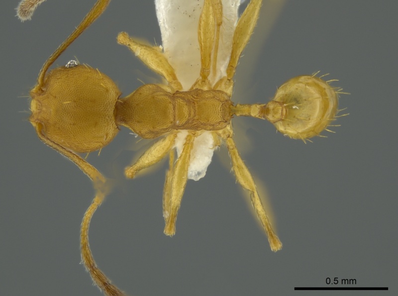 File:Pheidole aripoensis casent0625432 d 1 high.jpg