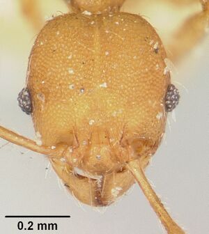 Pheidole nemoralis casent0101584 head 1.jpg