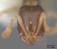 Solenopsis nickersoni casent0104505 head 1.jpg