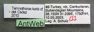 Temnothorax subtilis casent0906697 l 1 high.jpg