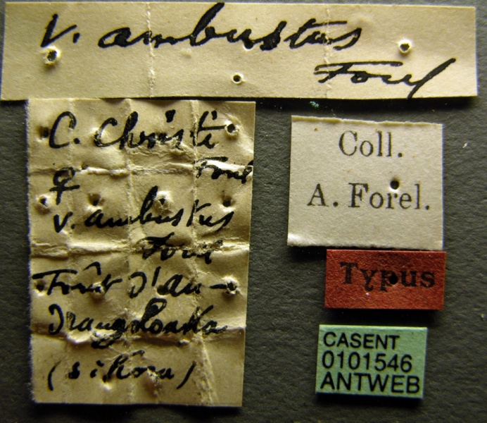 File:Camponotus christi ambustus casent0101546 label 1.jpg