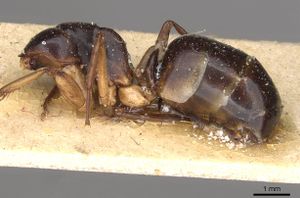 Camponotus walkeri casent0910405 p 1 high.jpg