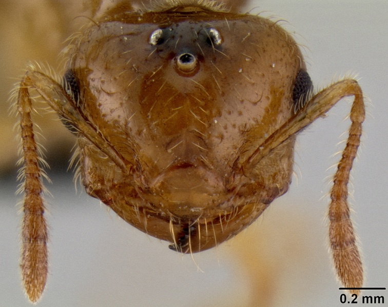 File:Crematogaster razana casent0148782 h 1 high.jpg