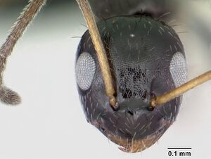 Lepisiota canescens casent0082897 head 1.jpg