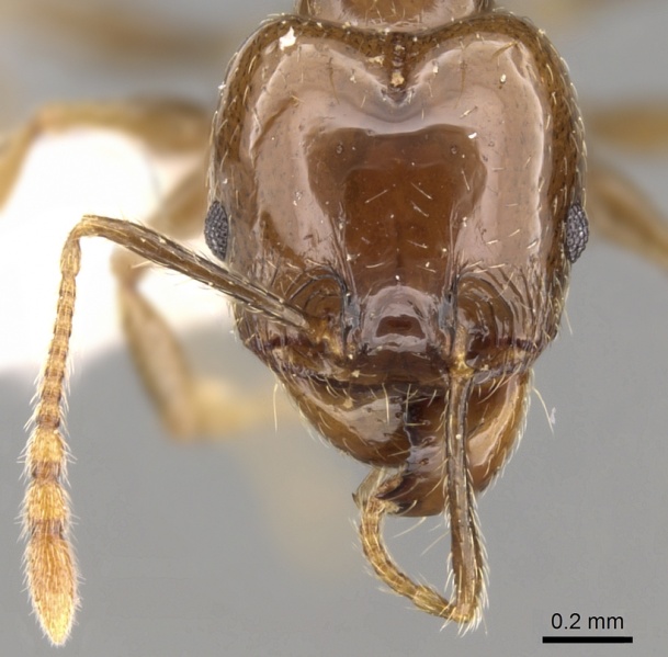 File:Pheidole cameroni casent0281743 h 1 high.jpg