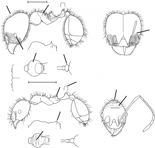 Pheidole subsphaerica Wilson 2003.jpg