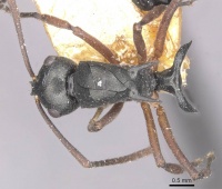 Polyrhachis ridleyi casent0910896 d 1 high.jpg