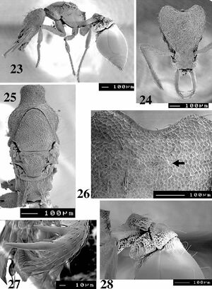 Strumigenys lewisi queen.jpg