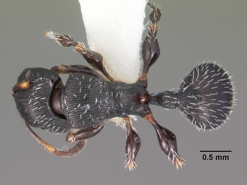 File:Terataner bottegoi casent0102227 dorsal 1.jpg