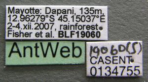 Tetramorium delagoense casent0134755 label 1.jpg