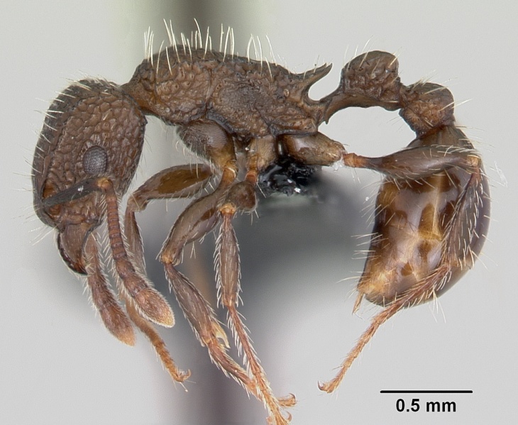 File:Tetramorium pacificum casent0055878 profile 1.jpg