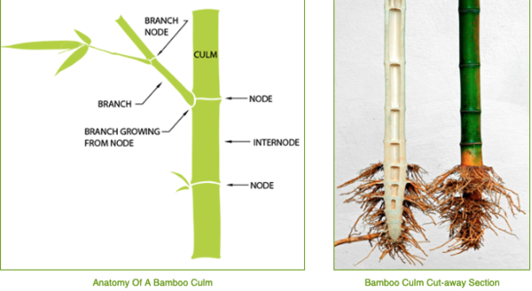 600px-Bamboo_Botanicals.png