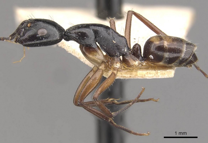 File:Camponotus klaesii casent0910578 p 1 high.jpg