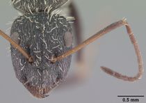 Camponotus niveosetosus madagascarensis casent0101383 head 1.jpg