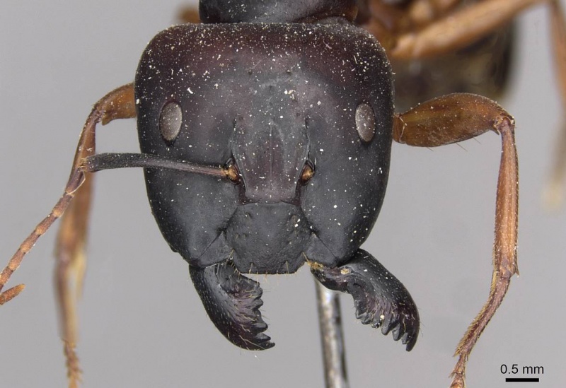 File:Camponotus siemsseni casent0910289 h 1 high.jpg