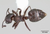 Crematogaster ampla casent0173929 dorsal 1.jpg