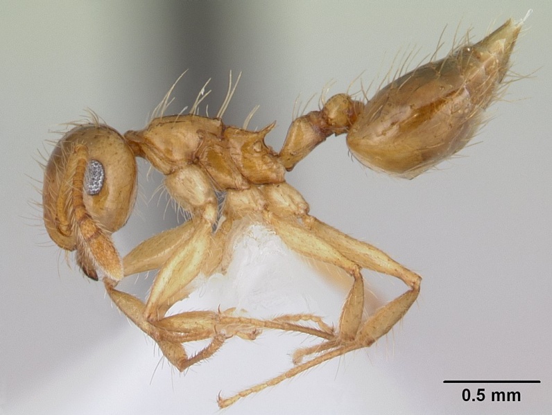 File:Crematogaster sumichrasti casent0603544 profile 1.jpg