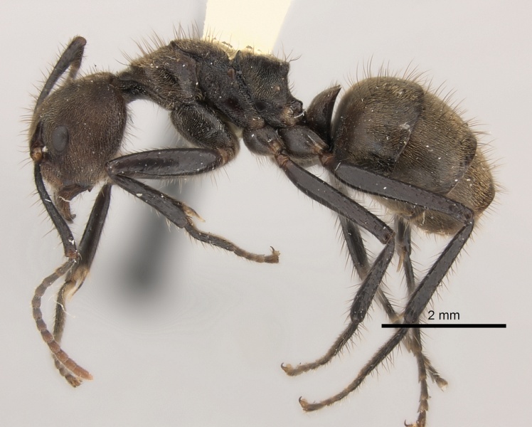 File:Dolichoderus bidens casent0217392 p 1 high.jpg