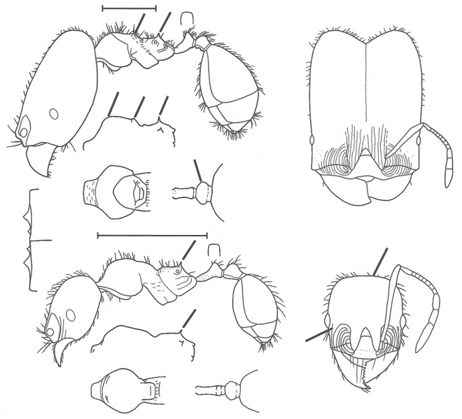 File:Pheidole absurda Wilson 2003.jpg