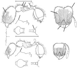 Pheidole styrax Wilson 2003.jpg