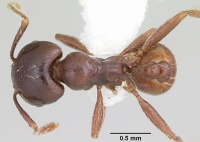 Rhoptromyrmex globulinodis casent0104916 dorsal 1.jpg