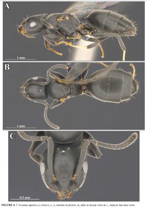 Technomyrmex brunneus queen F4.jpg