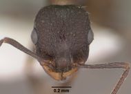 Temnothorax tricarinatus casent0102845 head 1.jpg